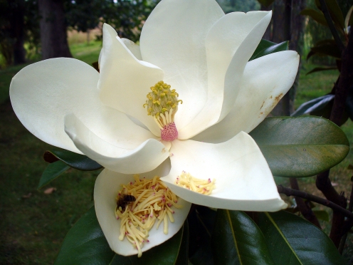 حديقة المنتدى - صفحة 40 Magnolia-dete
